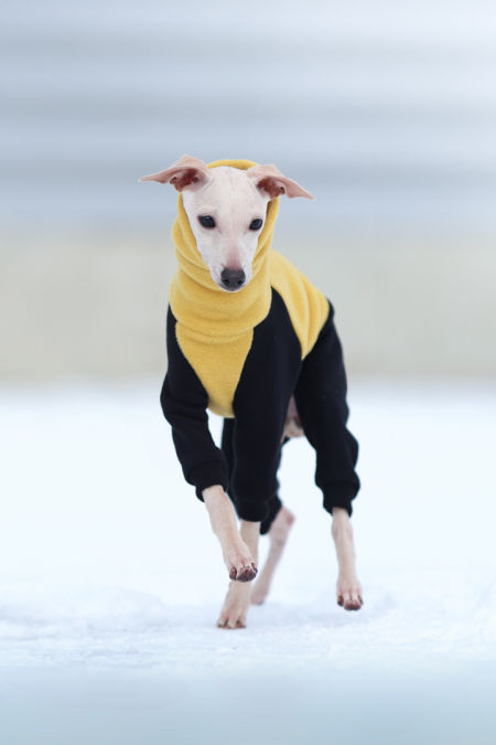 Kombinezon polarowo-dresowy PUPPY - zółto czarny